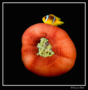 Red anemone and anemone fish XV. Less is more... by Dray Van Beeck 